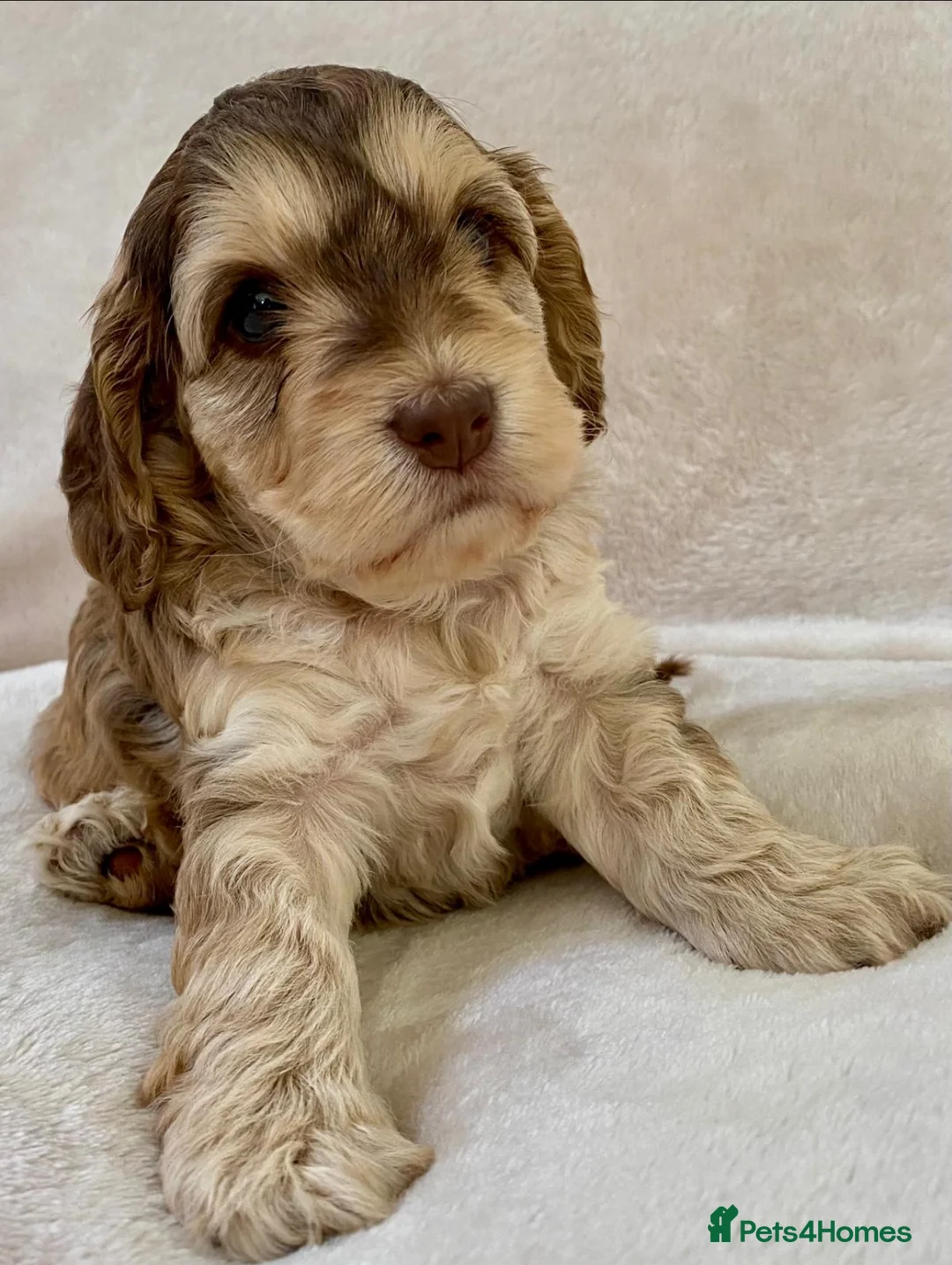 Miniature Poodle dogs for stud: Chocolate Phantom Merle Mini Poodle Stud in Ringwood - Advert 31