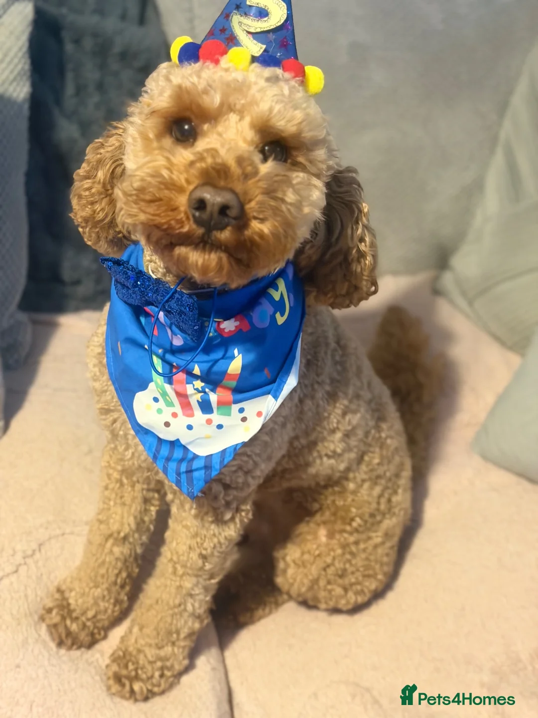 Cockapoo dogs for stud: Reginald for stud  - Advert 2