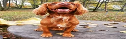 Cocker Spaniel dogs for stud: Beautiful working cocker for stud in Barnsley - Advert 6