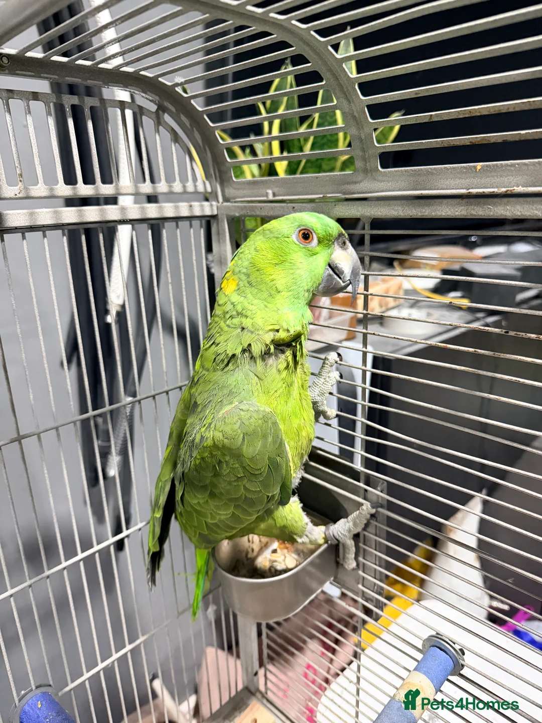 Parrots birds for sale: Yellow-naped Amazon parrot 🦜  - Advert 10