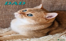 British Shorthair cats for sale: GOLDEN & COLOURPOINT BSH KITTENS, READY TO GO! - Image 17