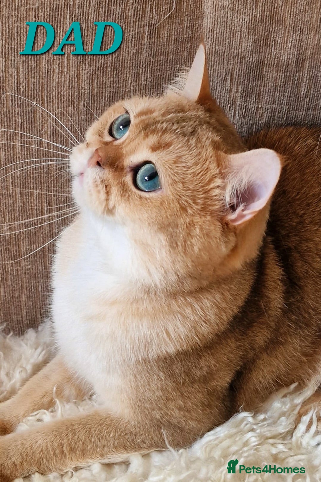 British Shorthair cats for sale: GOLDEN & COLOURPOINT BSH KITTENS, READY TO GO! - Image 17