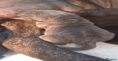 Cane Corso dogs - Advert 2