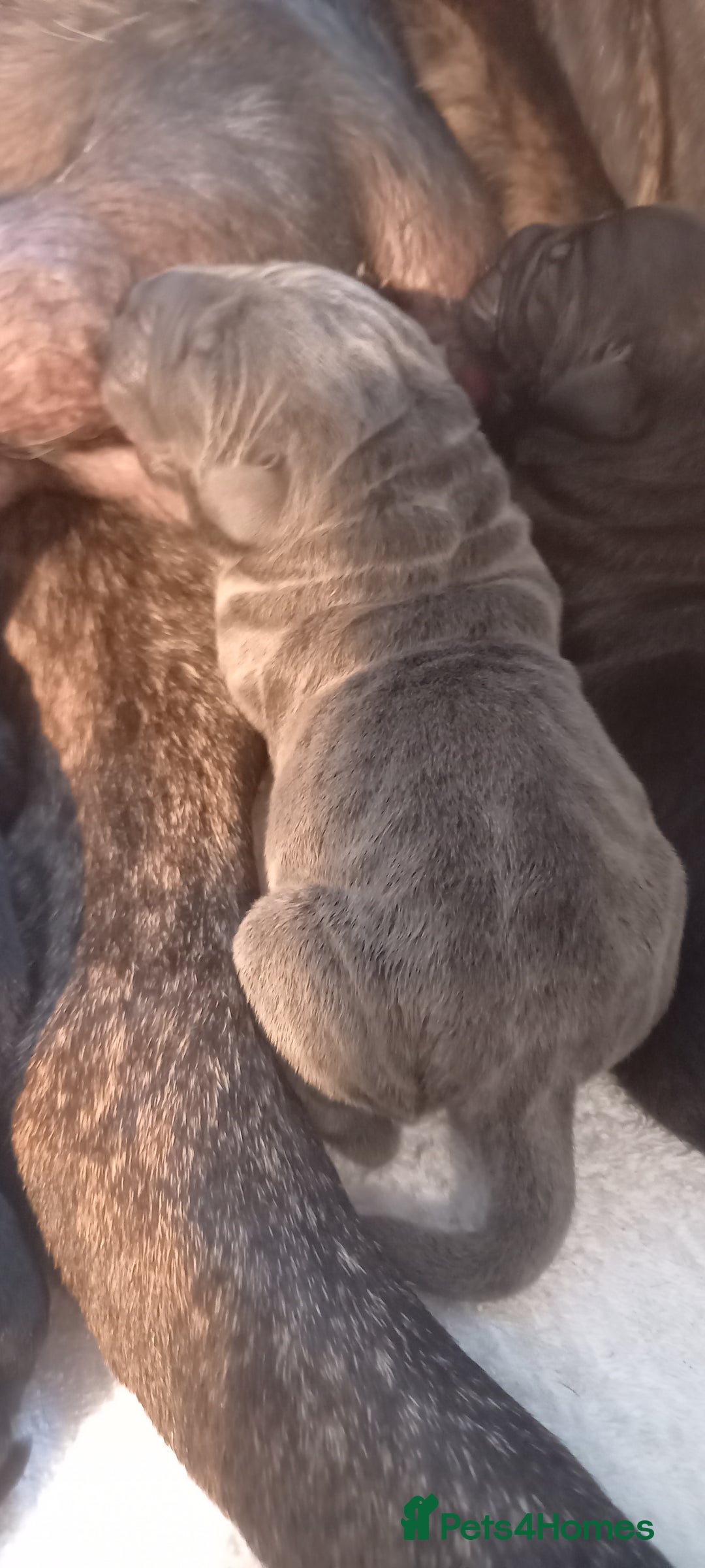 Cane Corso dogs for sale: 1 & only uk bloodline - Image 5
