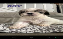 Shih Tzu dogs for sale: READY TO GO NOW Gorgeous Shih tzu puppies - Image 5