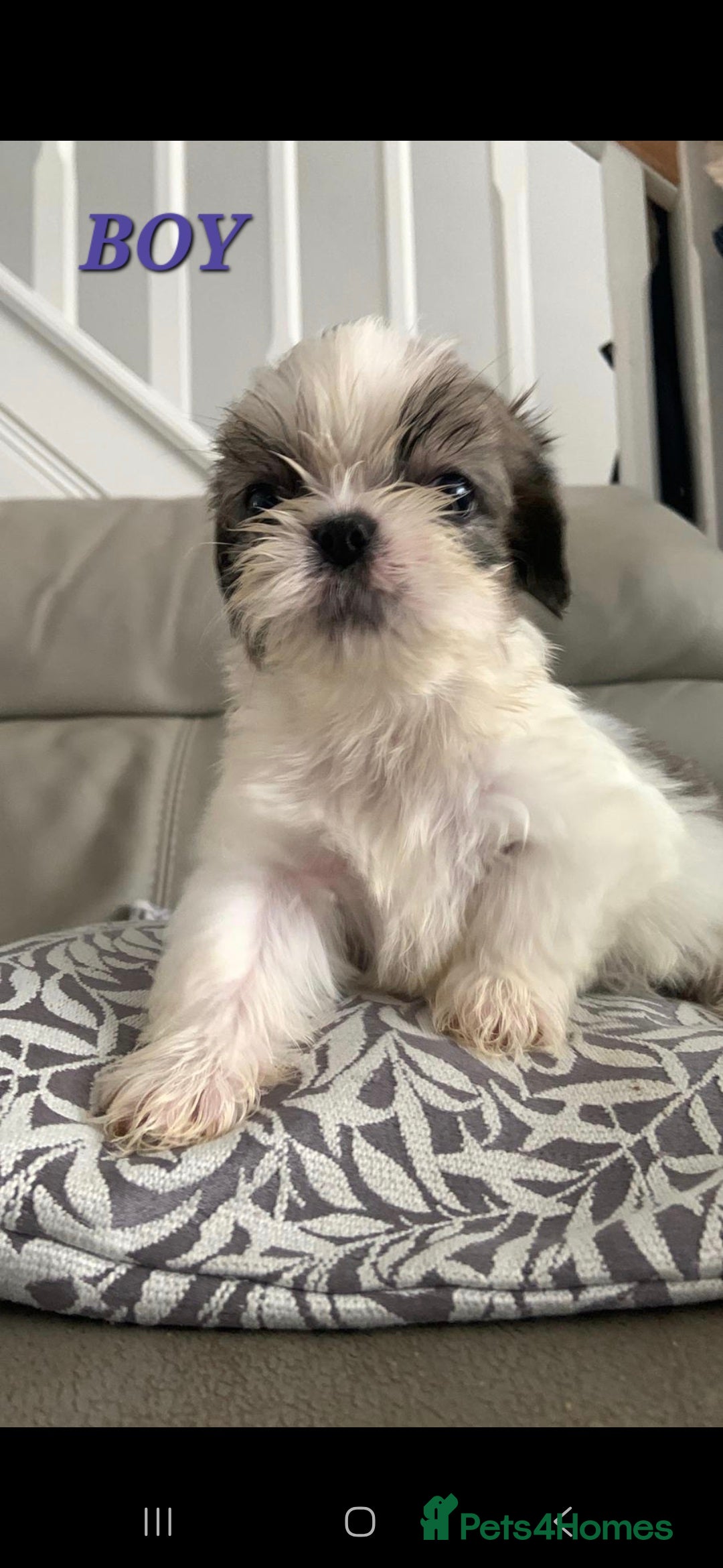 Shih Tzu dogs for sale: READY TO GO NOW Gorgeous Shih tzu puppies - Image 5