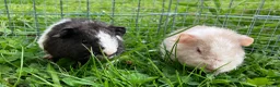 Guinea Pig rodents for sale: Pure bred Teddy boys/boars/males - Advert 2