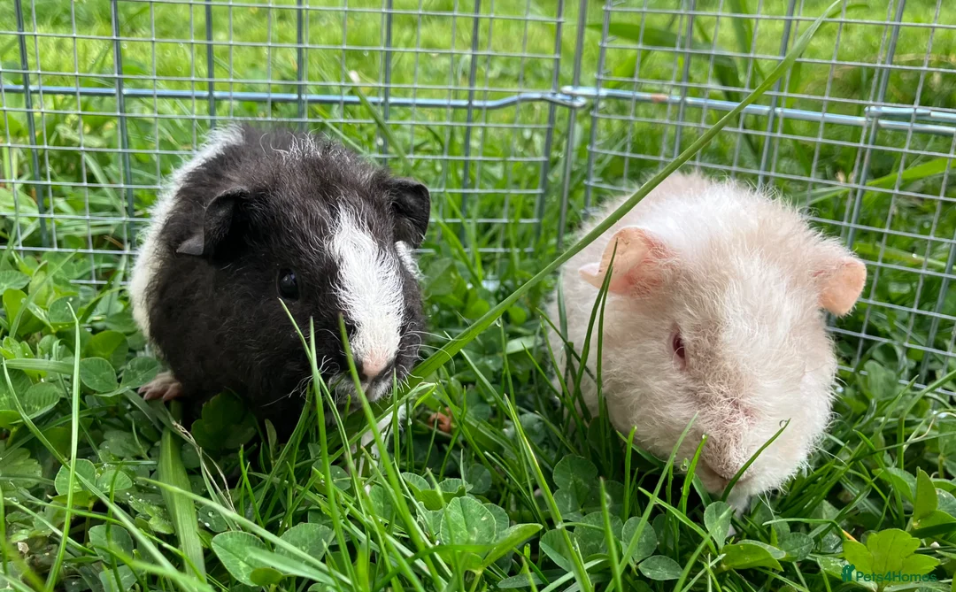Guinea Pig rodents for sale: Pure bred Teddy boys/boars/males - Advert 2