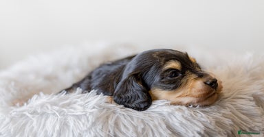 Miniature Dachshund dogs - Advert 15