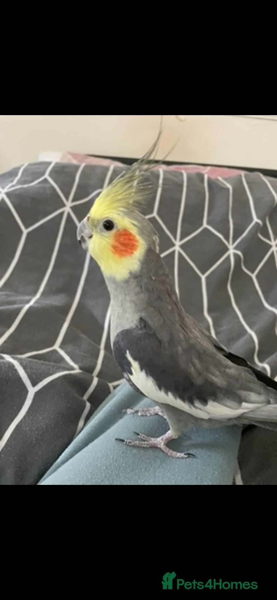 Cockatiels birds Male cockatiel - Advert 8