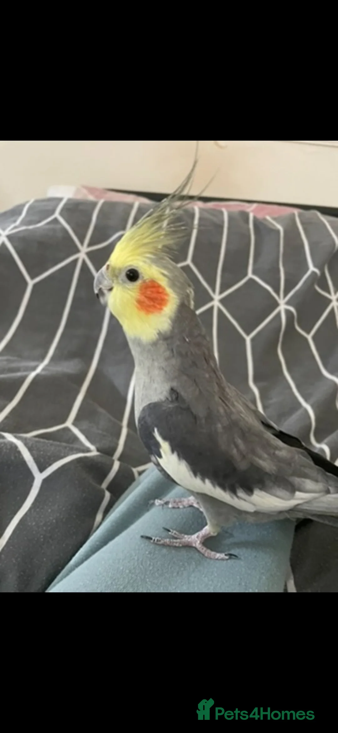 Cockatiels birds for sale: Male cockatiel in Southend-on-Sea - Advert 1