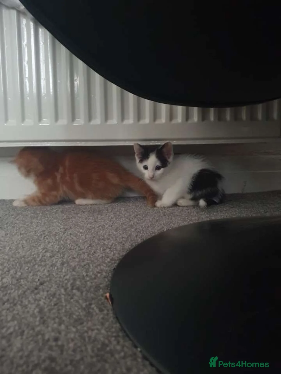 Mixed Breed cats for sale: 5 lovely kittens, colico mother  - Advert 12
