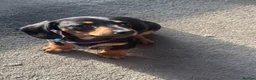 Miniature Dachshund dogs for sale: LAST LITTLE KC BLACK & TAN BOY AVAILABLE  - Advert 4