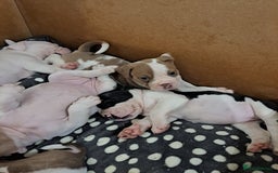Dorset Olde Tyme Bulldogge dogs for sale: Olde tyme English bulldogs - Image 4