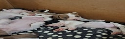 Dorset Olde Tyme Bulldogge dogs for sale: Olde tyme English bulldogs - Advert 4