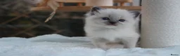 Ragdoll cats for sale: GCCF Lilac/Blue Outstanding Pedigree kittens - Advert 10