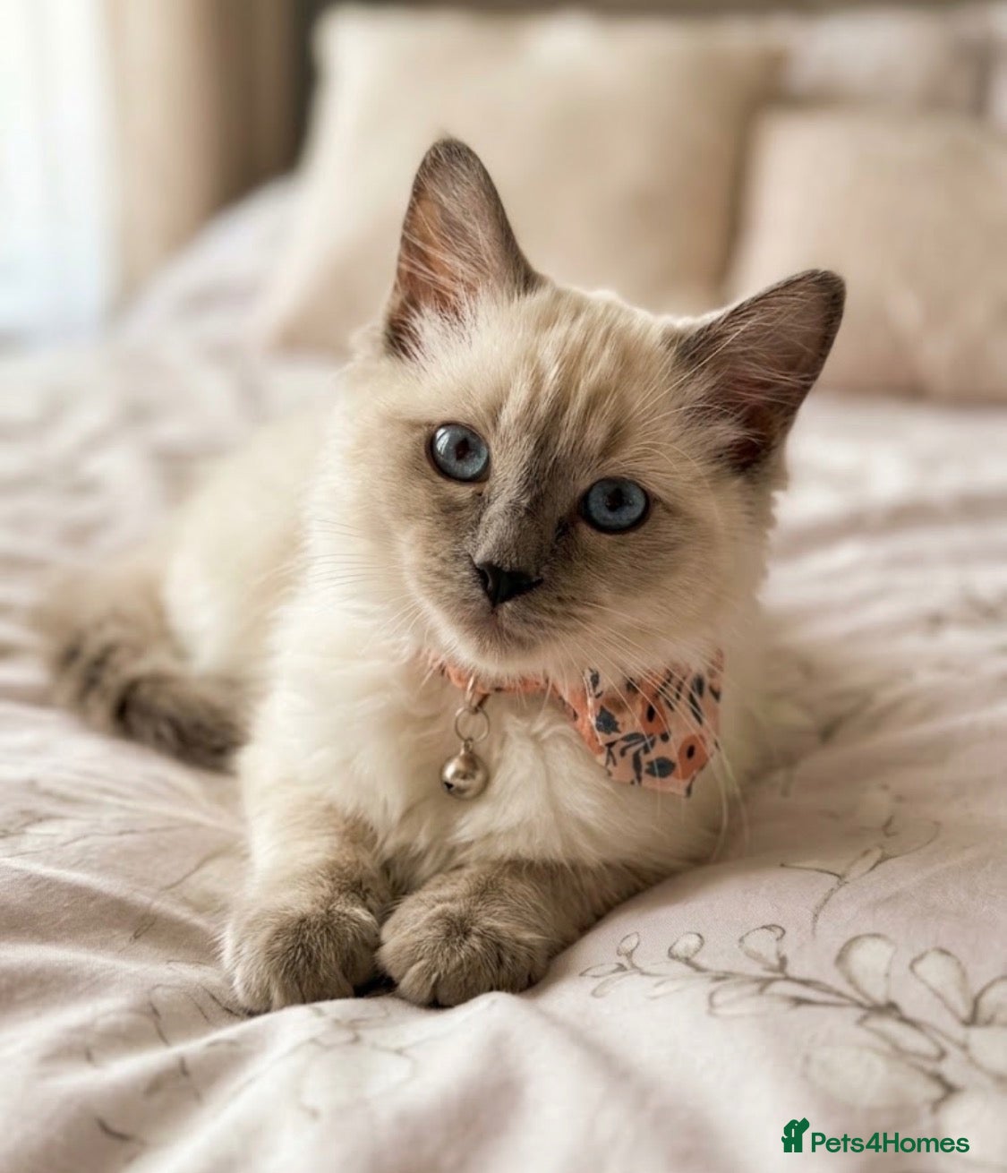 Ragdoll cats Tica Reg Ragdoll girl looking for forever home 🏡  - Advert 1