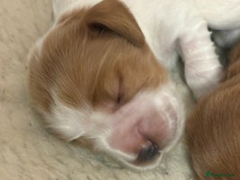 Cocker Spaniel dogs - Advert 13