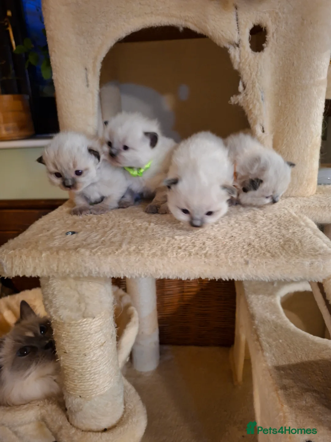 Ragdoll cats for sale: PEDIGREE RAGDOLL KITTENS - Advert 6