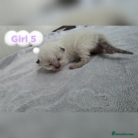 Ragdoll cats - Advert 1