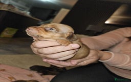 Miniature Dachshund dogs for sale: Miniature dachshunds - Image 4