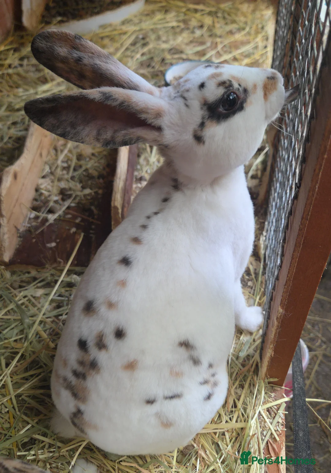 Gallery Image {{count}}