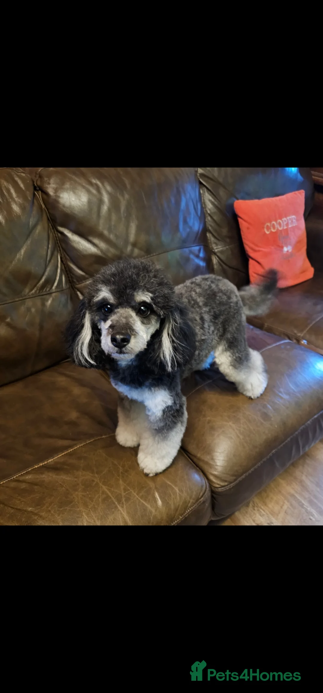 Toy Poodle dogs for sale: Pure Toy Poodle Puppies  in Prestatyn - Advert 18