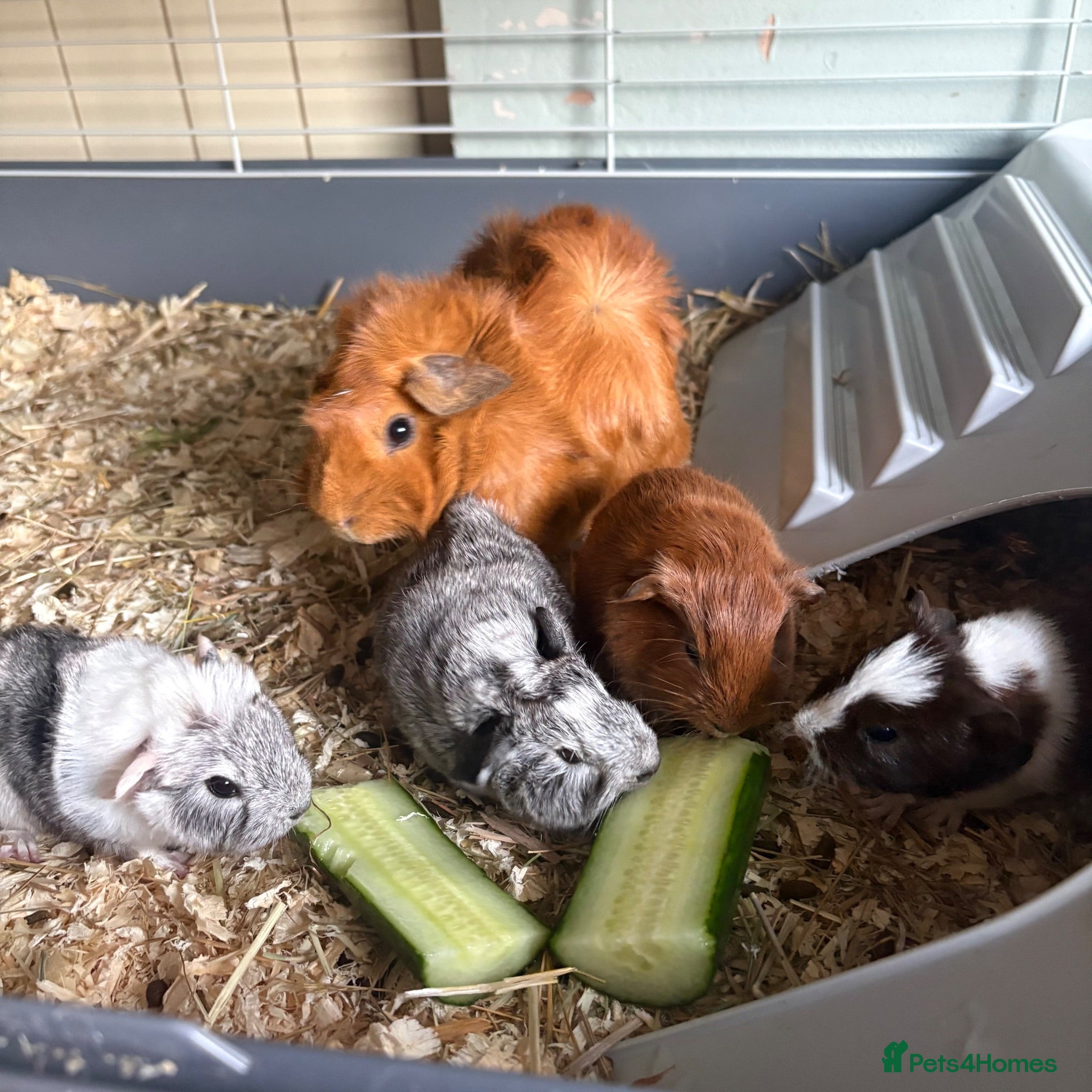 Guinea Pig rodents Guinea pigs: 3 boars 1 sow (mixed colour)  - Advert 18