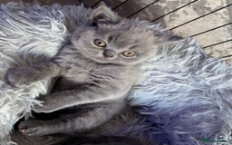 British Shorthair cats for sale: Adorable GCCF British Shorthair Kittens  - Image 10