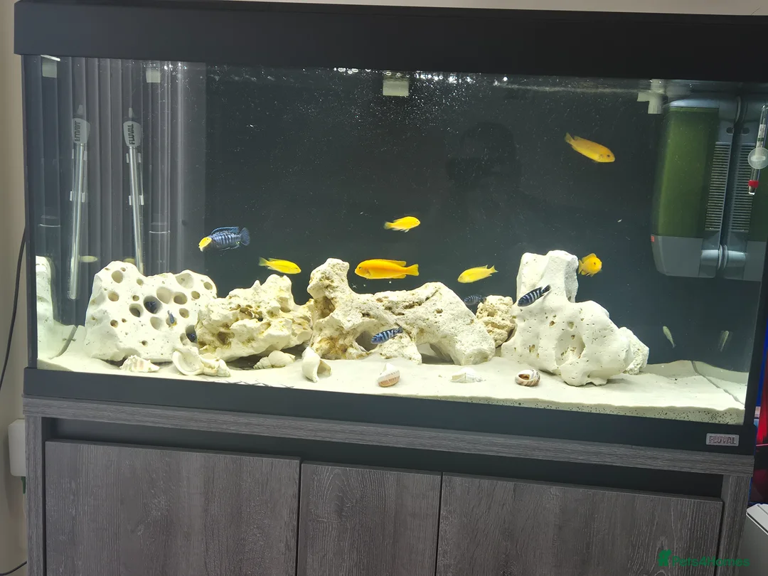 Cichlids fish for sale: Pseudotropheus Saulosi - Advert 2