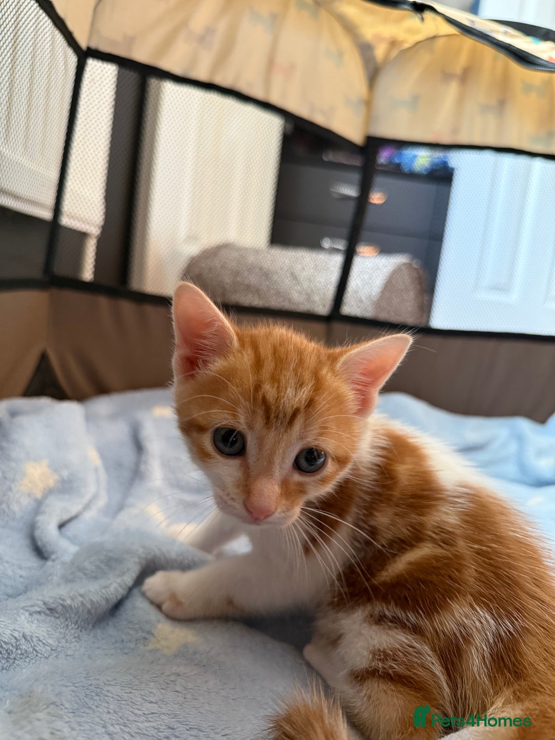 Domestic Shorthair cats for sale: Family-Raised Kittens, Friendly, Playful Ready Now - Image 30