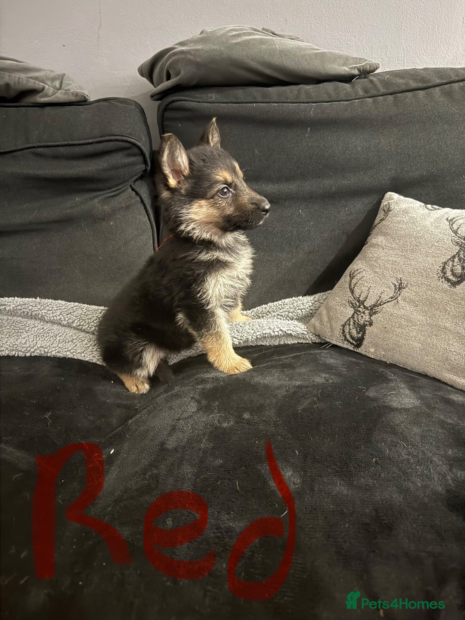 German Shepherd dogs 6 beautiful German shepherd pups for sale  - Advert 3