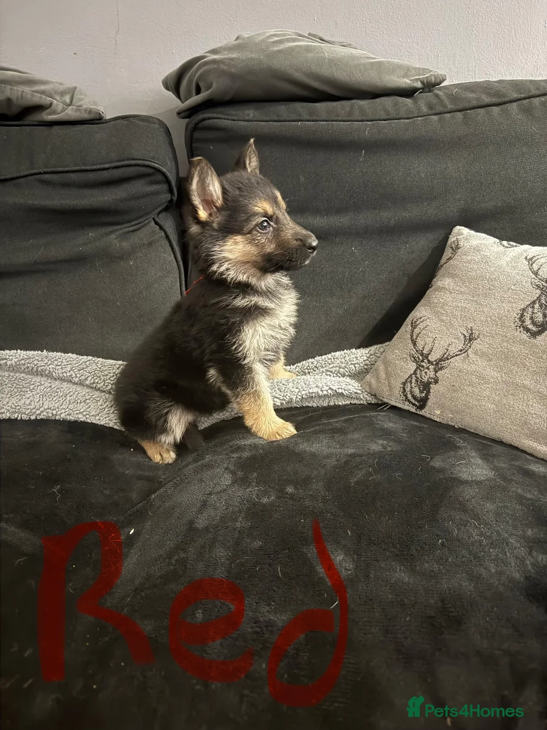 German Shepherd dogs for sale: 6 beautiful German shepherd pups for sale  - Advert 2