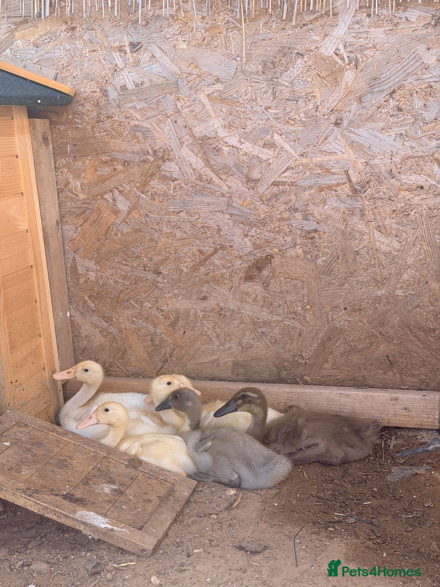 Ducks poultry 6 Indian runner ducks  - Advert 1