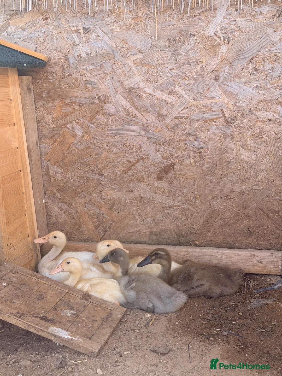 Ducks poultry for sale: 6 Indian runner ducks  in Nuneaton - Advert 1
