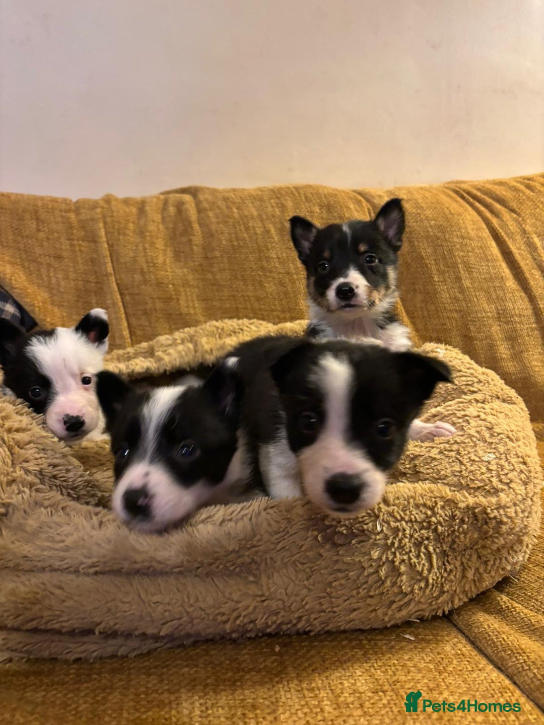 Border Collie dogs for sale: Stunning puppies. Parents health tested - Advert 12
