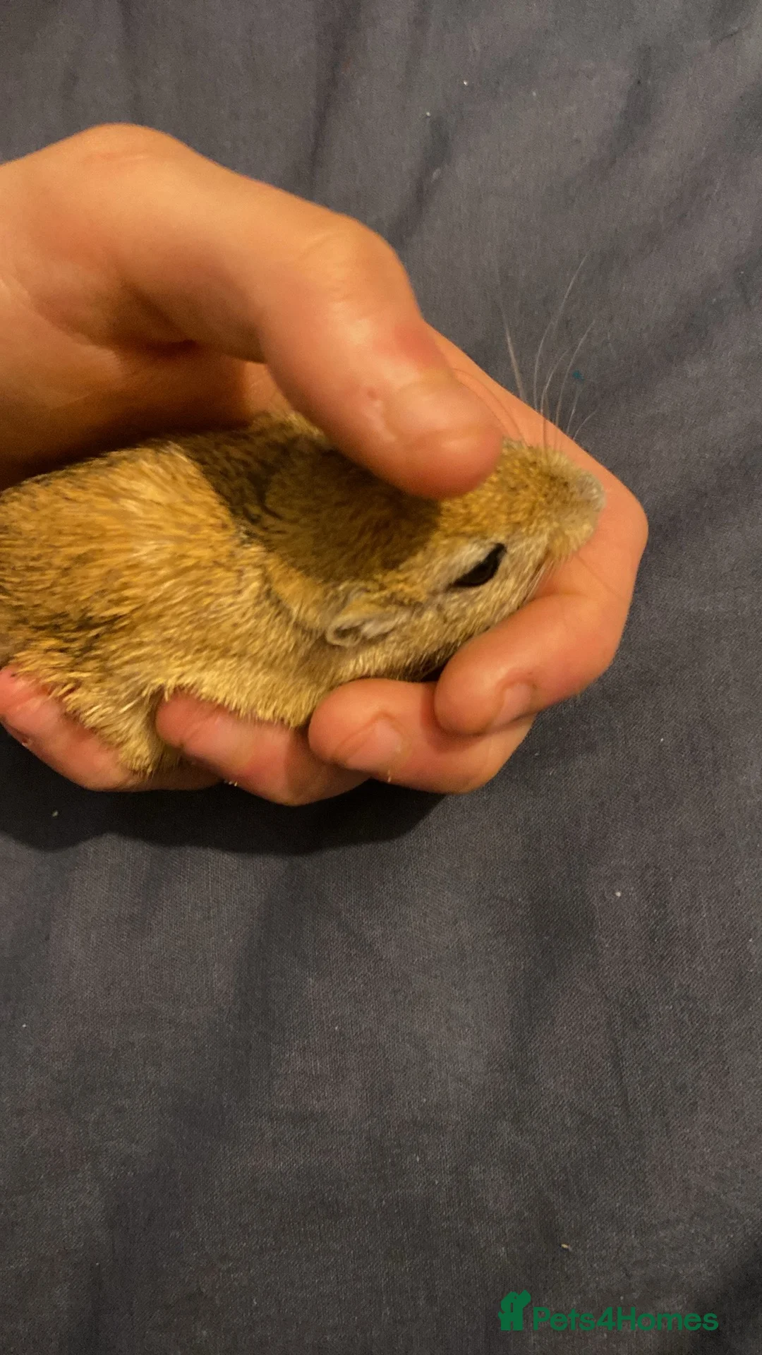 Gerbil rodents for sale: 1 lone male gerbil  - Advert 2