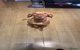 Hungarian Vizsla dogs for sale: Female Hungarian Vizsla Gia for sale - Image 3