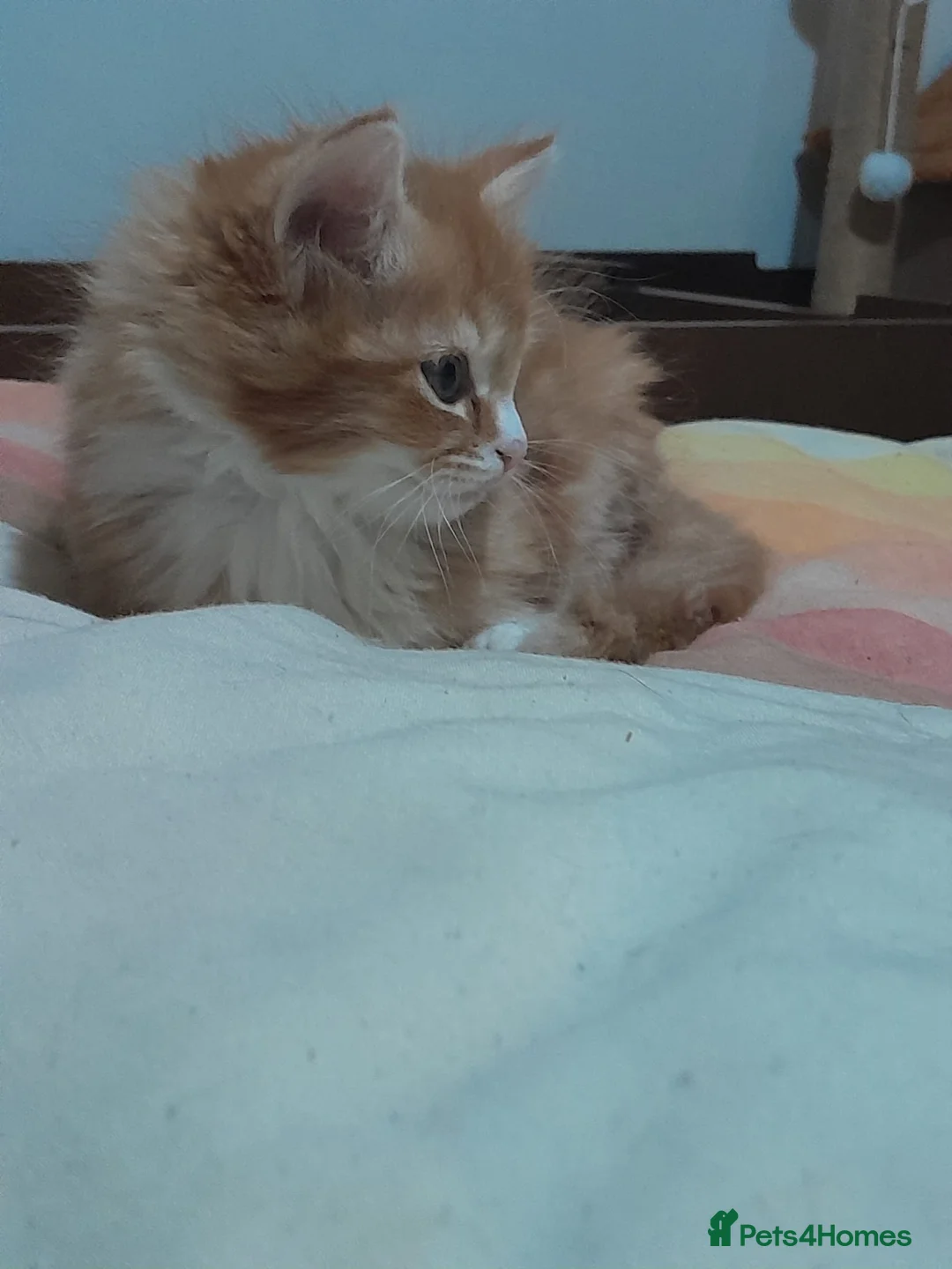 Mixed Breed cats for sale: 4 beautiful and gorgeous kittens😻😸😺😽 in London - Advert 2