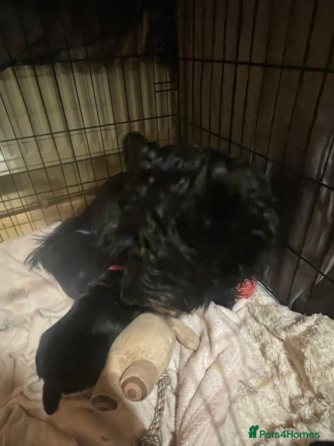 Scottish Terrier dogs for sale: FULLY KC registered Scottish terrier puppies - Advert 8