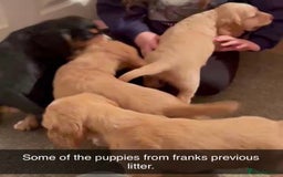 Cockerdor dogs for sale: 2025 litter (November)  - Image 4
