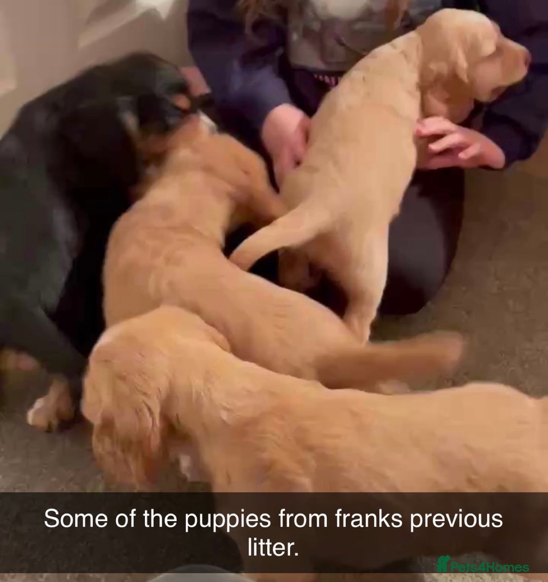 Cockerdor dogs for sale: 2025 litter (November)  - Image 4