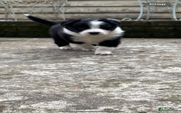 Border Collie dogs for sale: 🏡 Smart, Sweet Border Collie Pups Await You!" - Image 36