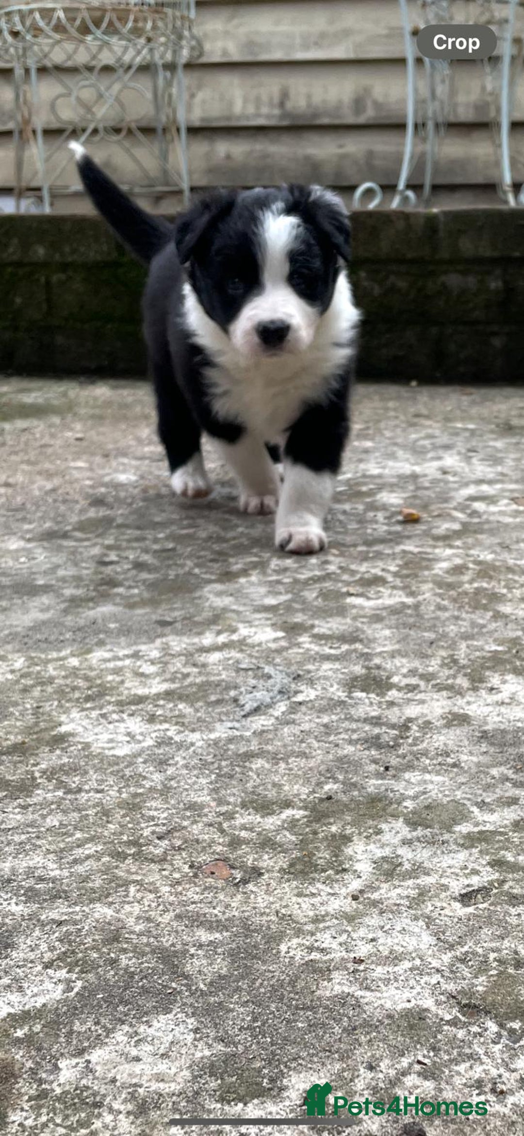 Border Collie dogs for sale: 🏡 Smart, Sweet Border Collie Pups Await You!" - Image 36