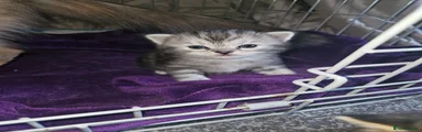 Silver tabby