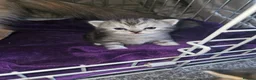 Mixed Breed cats for sale: Persian cross maincoon fluffy kittens  - Advert 20