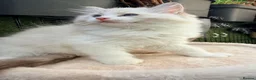Ragdoll cats for sale: WORLD BEATIFUL RAGDOLL KITTEN / FIFE - Advert 9