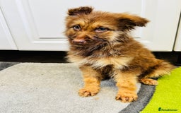 German Shepherd dogs for sale: German shepherd puppies  - Image 14