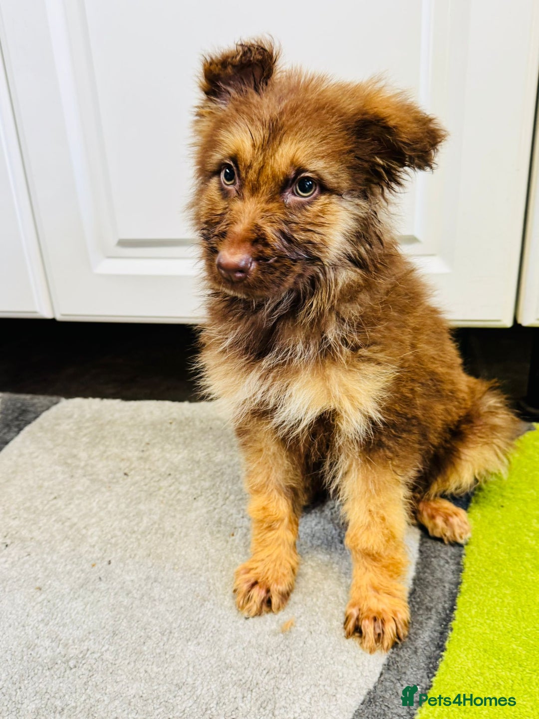 German Shepherd dogs for sale: German shepherd puppies  - Image 14
