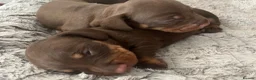 Dachshund dogs for sale: Dachshund puppies for sale ☺️ in Hockley - Advert 4